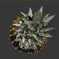 Fresh Ripe Pineapple With Yellow Shiny Skin And Green Leaves On Dark Background