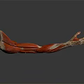 Medical Device Human Arm Muscle Anatomy Model With Detailed Structure For Medical Teaching