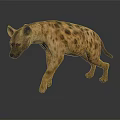 Spotted Hyena Walking with Brown Spots and Reflection on Dark Surface