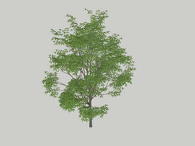 Lush Green Arbor With Dense Foliage And Sturdy Trunk In Neutral Backdrop 3d model