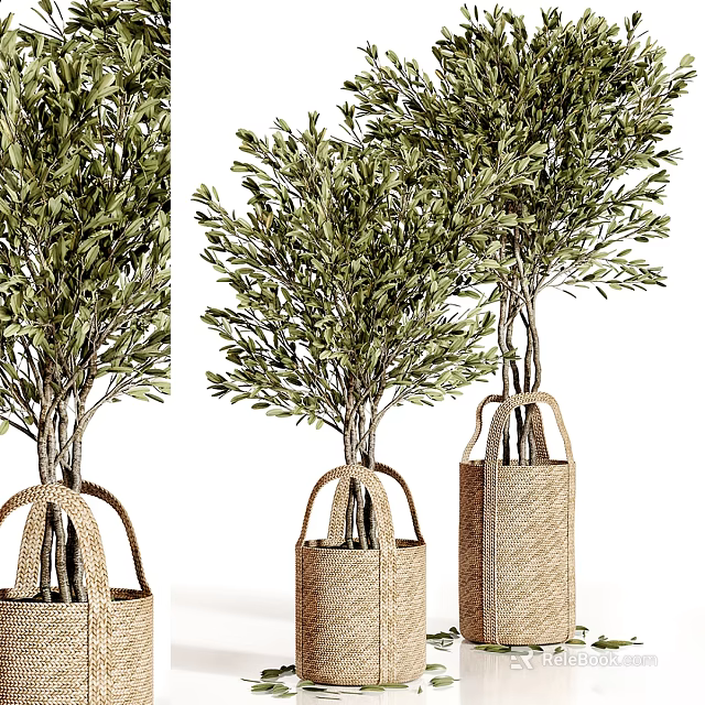 Olive Bonsai Potted Trees In Woven Basket Planters With Different Sizes 3d model