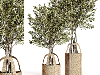 Olive Bonsai Potted Trees In Woven Basket Planters With Different Sizes 3d model