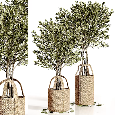 Olive Bonsai Potted Trees In Woven Basket Planters With Different Sizes 3d model