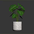 Monstera Plant With Lush Green Split Leaves In White Marble Pot