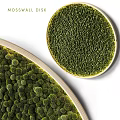Green Moss Decorative Ornament Set With Round Shape And Wooden Frames