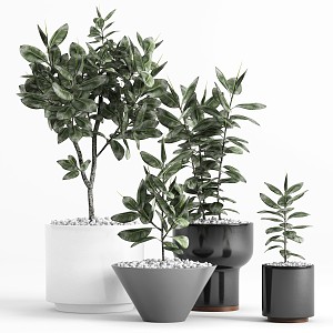 Modern Potted Indoor Plants 3d model