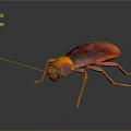 Red and Orange Cockroach with Long Antennae and Shiny Exoskeleton on Dark Background