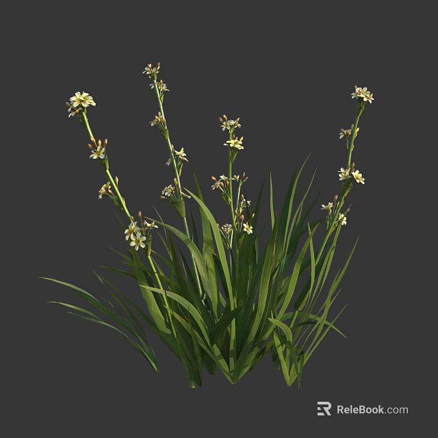 White Flowers With Long Green Leaves On Growing Plant Stems 3d model 