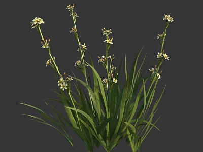 White Flowers With Long Green Leaves On Growing Plant Stems 3d model