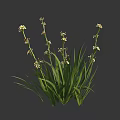 White Flowers With Long Green Leaves On Growing Plant Stems