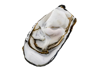 Fresh Open Oyster with White and Pink Flesh Inside Dark Edged Shell 3d model