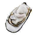 Fresh Open Oyster with White and Pink Flesh Inside Dark Edged Shell