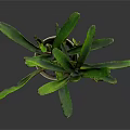 Green Leafy Plant With Striped Stems In White Ceramic Pot On Dark Background