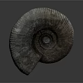Ancient Marine Ammonite Fossil With Spiral Shell Texture On Gray Background