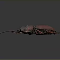 Reddish Purple Stag Beetle With Large Shiny Pincers On Dark Background
