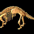 Dinosaur fossil 5 pterosaur dinosaur skeleton dinosaur skeleton 3d model