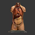 Human Torso Anatomy Model for Medical Education with Internal Organs