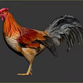Vibrant Rooster With Red Comb Orange Body And Black Tail Feathers On Dark Background