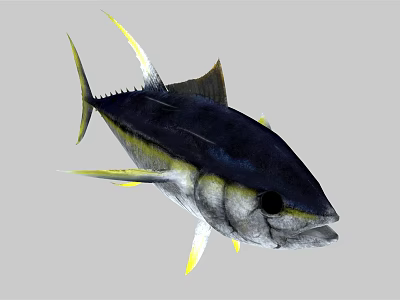 Blue and Yellow Tuna Fish With Streamlined Body And Yellow Fins 3d model