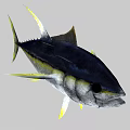 Blue and Yellow Tuna Fish With Streamlined Body And Yellow Fins