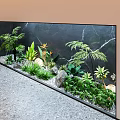 Indoor Landscape With Various Ferns Green Plants Dark Marble Background And Gray Stone Floor
