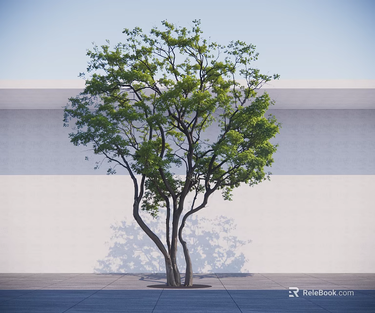 Lush Green Tree with Multiple Trunks Against White Wall Gray Ground and Clear Sky 3d model 
