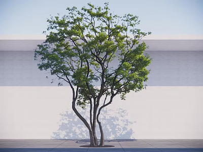 Lush Green Tree with Multiple Trunks Against White Wall Gray Ground and Clear Sky 3d model