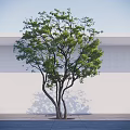 Lush Green Tree with Multiple Trunks Against White Wall Gray Ground and Clear Sky