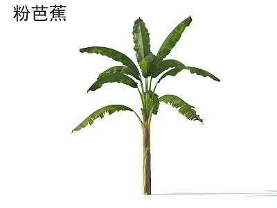 Vibrant Pink Banana Tree With Lush Green Leaves And Smooth Trunk 3d model