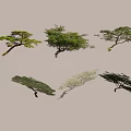 Various Arbor Trees Featuring Diverse Canopies And Unique Trunk Shapes In Natural Scenery