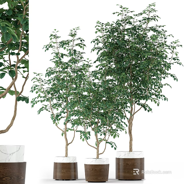 Bonsai Potted Plants Displaying Green Leaves and Brown Branches in White Pots with Marble Bases 3d model 