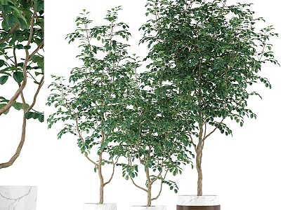 Bonsai Potted Plants Displaying Green Leaves and Brown Branches in White Pots with Marble Bases 3d model