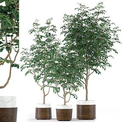 Bonsai Potted Plants Displaying Green Leaves and Brown Branches in White Pots with Marble Bases 3d model