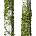 White Roman Columns Covered with Lush Green Climbing Vines and Fresh Leaves