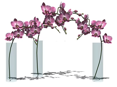 Elegant Pink Orchid Flowers Arranged In Transparent Vases With Water Reflections 3d model