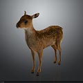 Brown Fawn With White Spots Standing On Dark Background With Reflective Surface 3d model