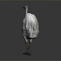 Realistic Ostrich Bird Specimen Standing On Dark Background With Detailed Plumage