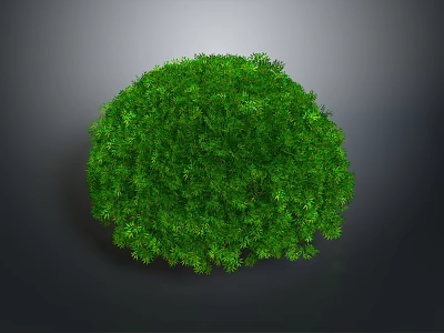 Lush Round Green Well Trimmed Bush Plant On Gray Background View 3d model