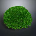 Lush Round Green Well Trimmed Bush Plant On Gray Background View