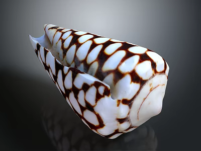 Decorative Conch Shell With White And Brown Spotted Pattern For Home Decor 3d model