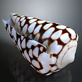 Decorative Conch Shell With White And Brown Spotted Pattern For Home Decor