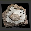 Fossil Sculpture Embedded in Red Brown Rock with Marine Creature Skeleton on Black Display Stand