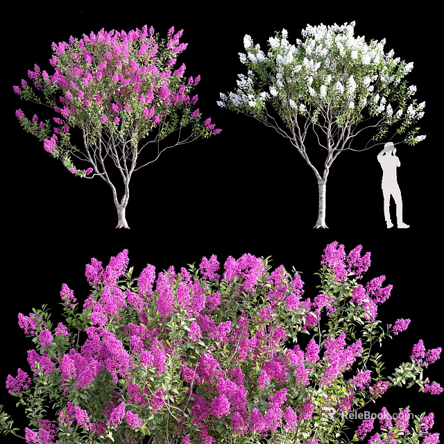 Blooming Arbor Trees With Pink And White Flowers And Human Silhouette For Scale Reference 3d model 