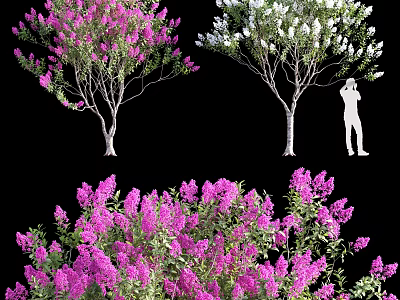 Blooming Arbor Trees With Pink And White Flowers And Human Silhouette For Scale Reference 3d model