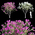 Blooming Arbor Trees With Pink And White Flowers And Human Silhouette For Scale Reference