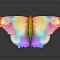 Vibrant Butterfly with Iridescent Pink Blue Green Wings on Black Background