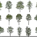 Various Types Of Arbor Trees With Different Green Foliage And Unique Trunk Shapes