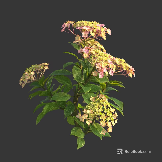 Vibrant Hydrangea Plant Featuring Pink Yellow Blooms And Lush Green Leaves 3d model 