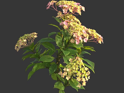 Vibrant Hydrangea Plant Featuring Pink Yellow Blooms And Lush Green Leaves 3d model
