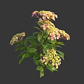 Vibrant Hydrangea Plant Featuring Pink Yellow Blooms And Lush Green Leaves